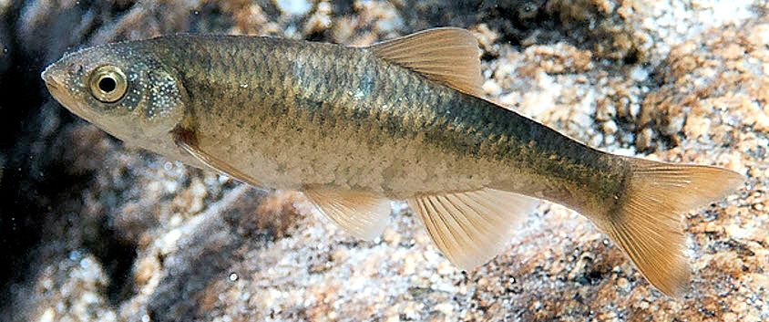 Squalius alburnoides_08.jpg